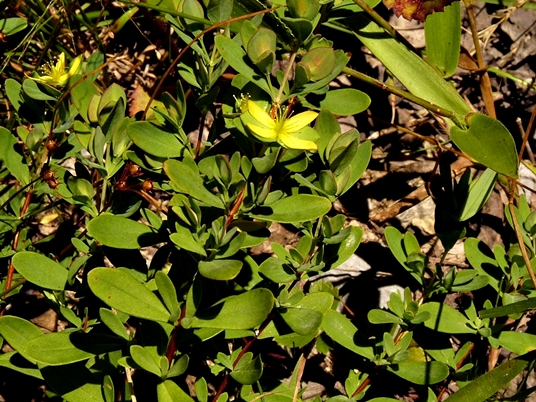 {Hypericum stragulum}